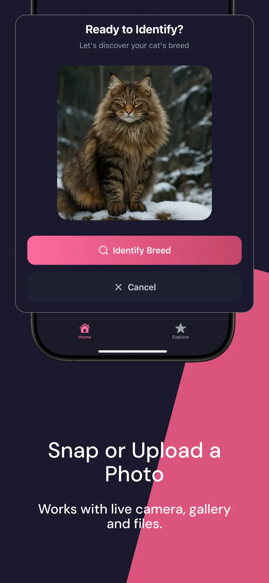 Cat Breed Identifier AI ready to identify a cat photo