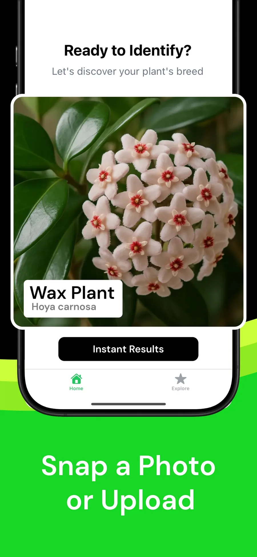 Plant Identifier App Store example with a suggested wax plant identity