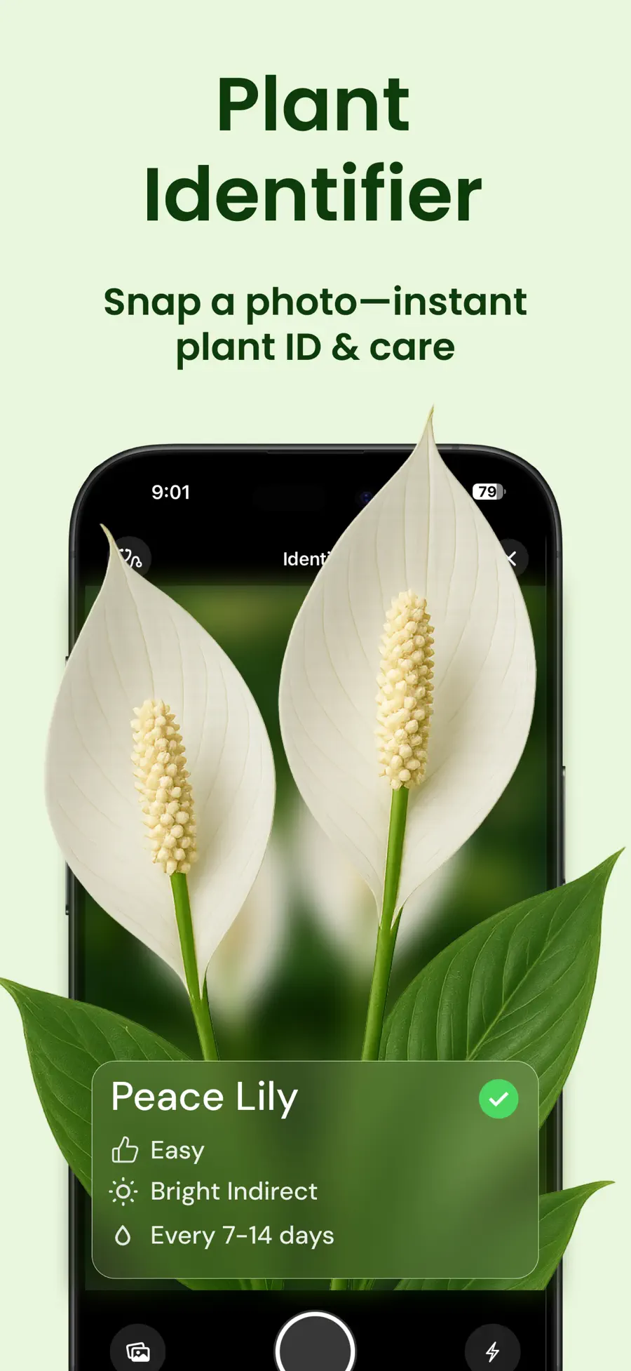 Planthy identifying a peace lily with care details